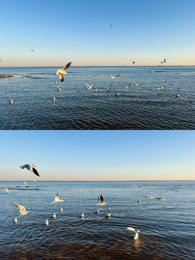 𓅯ˎˊ 秋冬的小島 —— 在海邊「餵海鷗」 。