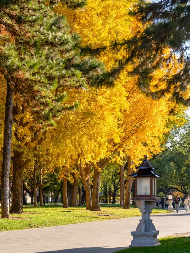Autumn in the Forbidden City: The ginkgo trees in the Forbidden City are in full bloom. 