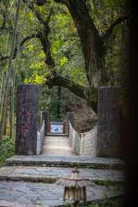 我在武功山下發現了一座百年古樹村。