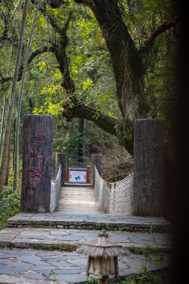 我在武功山下發現了一座百年古樹村。