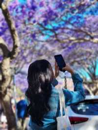 Sydney's Romantic Jacaranda Street