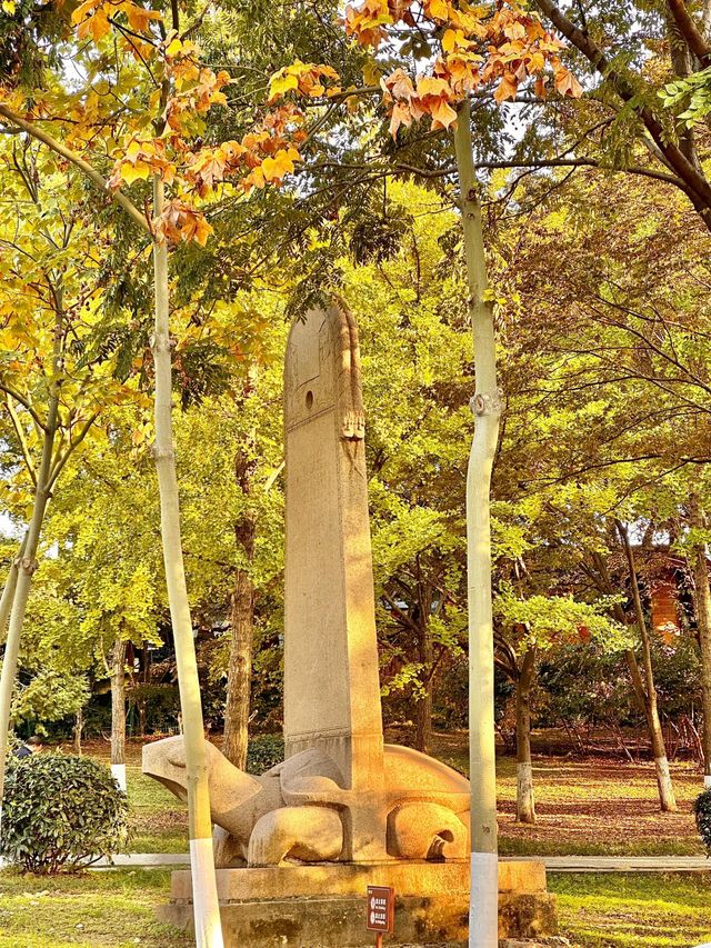 實拍！南京市區無人寶藏賞秋公園，美哭。