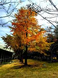 文化廣場除了看劇,還有銀杏。