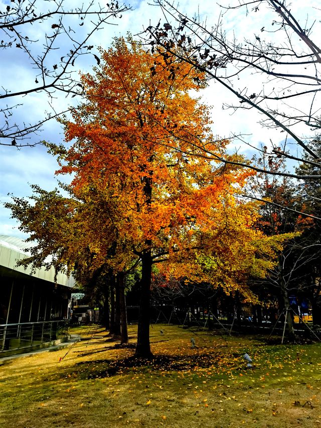 文化廣場除了看劇,還有銀杏。 文化廣場除了看劇,還有銀杏。