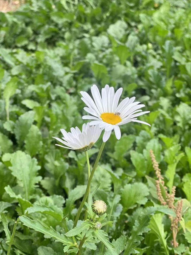 今天給大家推薦青島的唐島灣公園呀。