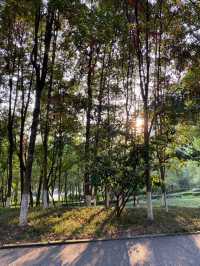 重慶彩雲湖濕地公園，水杉開啟視覺盛宴！