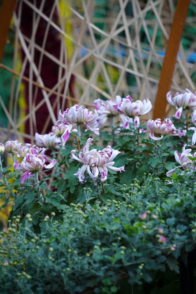 菊花展｜黃花崗公園｜廣州閒逛好去處。