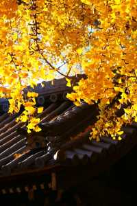 大阪難宗寺銀杏