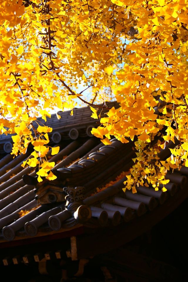 大阪難宗寺銀杏