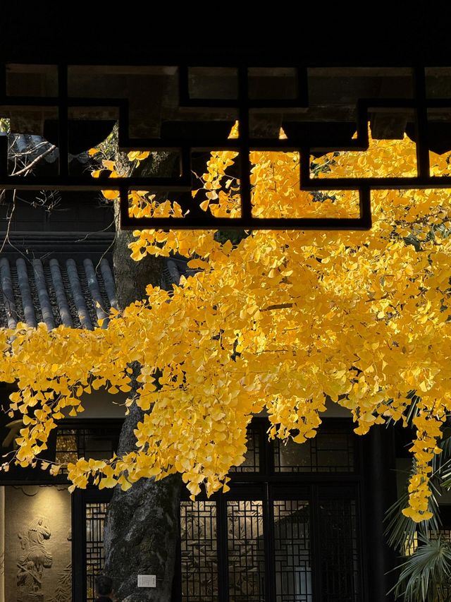 亭林園的秋光盛景：楓葉與銀杏的詩意邂逅