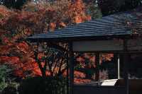 宇治|三室戶寺