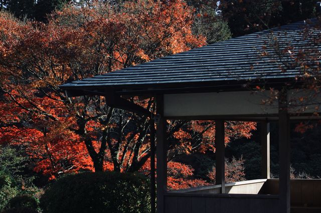 宇治|三室戶寺