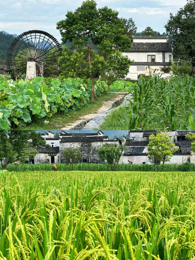 西遞 老街舊巷，青磚灰瓦，寫滿歲月悠長