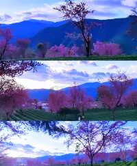 無量山櫻花谷冬日浪漫