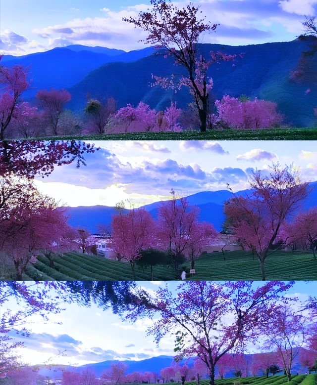 無量山櫻花谷冬日浪漫