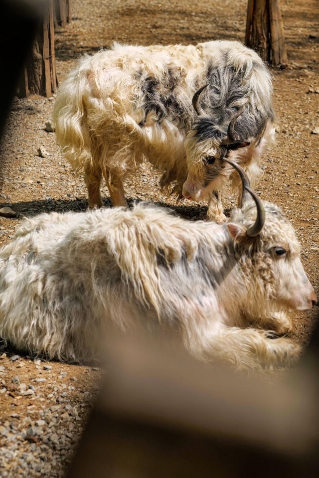遼陽動物園：歡樂的動物家園
