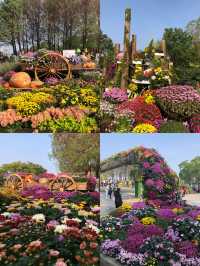 東湖公園菊花展明天開啦，12.20-1.03~