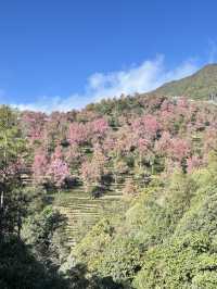 大理無量山·櫻花谷
