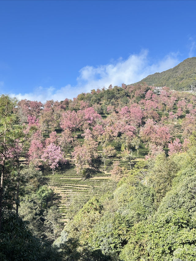 大理無量山·櫻花谷