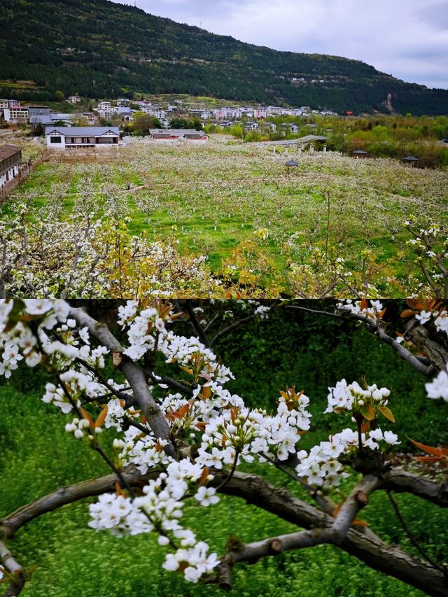 探秘蒼溪梨文化博覽園，品味千年梨韻