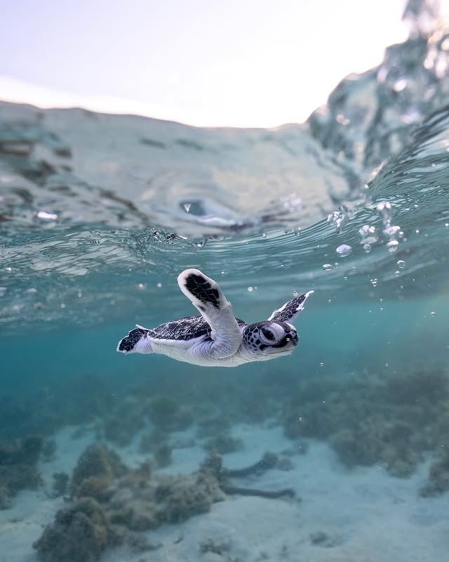 "龜灣：海龜故鄉的靜謐海濱之旅" 