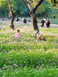 南山西麗·波斯菊花海正是賞花時候