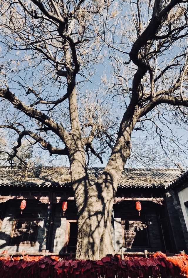 濱州玩樂指南！好玩好食又能慳大錢