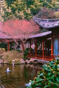 鄭州市中心，藏了一處寶藏～錦鯉觀賞園
