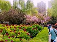 Cherry Blossom in Xi'An: "Cannot miss" Category Upcoming Spectacular Event