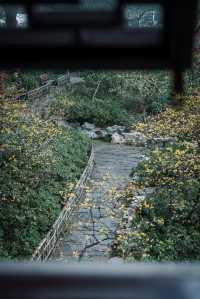 【上海青浦曲水園】雨中江南,絕美打卡地!