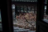 【上海青浦曲水園】雨中江南,絕美打卡地!