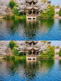 以為西湖的櫻花已經夠美了，直到我去了..