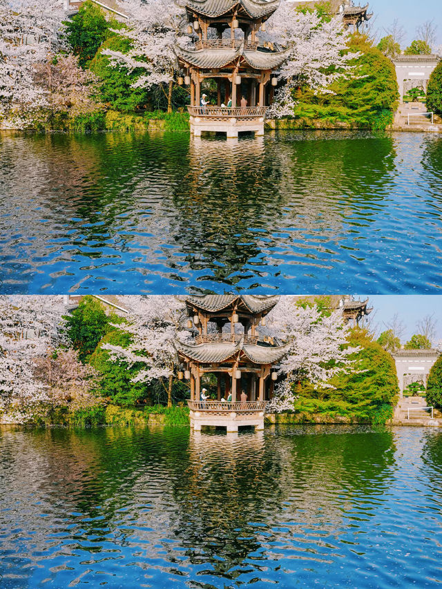 以為西湖的櫻花已經夠美了，直到我去了..