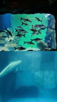 趁現在 快去看看沒被污染的可愛海洋生物們吧