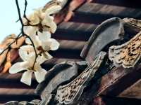 上海市花——白玉蘭