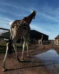 伍斯特周邊必衝！西密德蘭茲野生動物園保姆級攻略真實體驗
