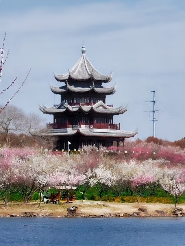 2025上海春日賞花地圖 遇見春日「梅」好！！