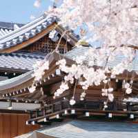 🌸名古屋限定！香積院藏著的夢幻櫻景
