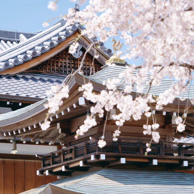 🌸名古屋限定！香積院藏著的夢幻櫻景
