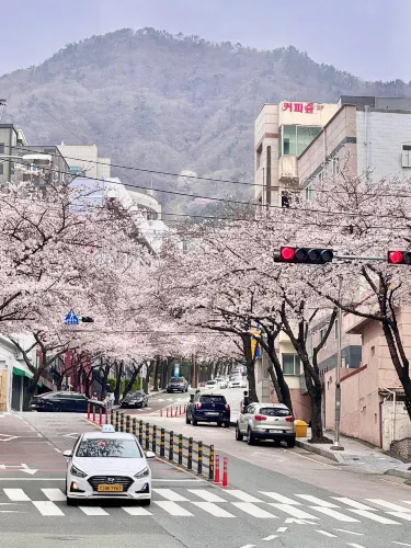 釜山櫻花🌸 根本拍不完,美到超現實!