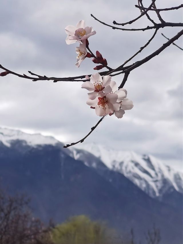 林芝桃花季，最齊全的旅遊攻略！！