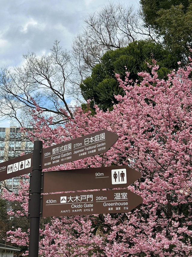  🌸 此刻的新宿御苑：櫻花樹下的浪漫瞬間