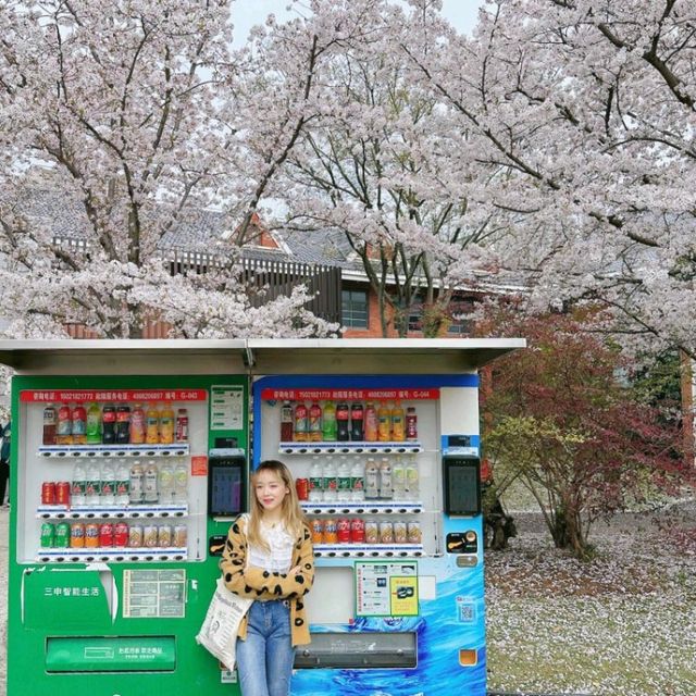 顧村公園櫻花季，人潮中尋得爛漫之美🌸