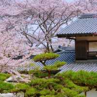 大阪竟藏著這等神仙賞櫻地🌸私藏秘境大曝光