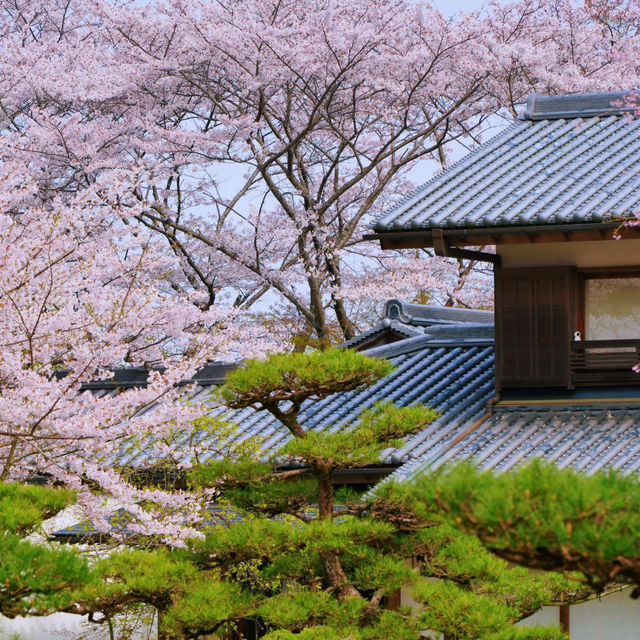 大阪竟藏著這等神仙賞櫻地🌸私藏秘境大曝光