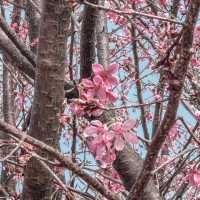 🌸東涌櫻花園 | 春日打卡必去🌸