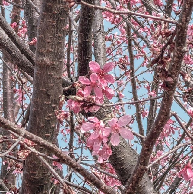 🌸東涌櫻花園 | 春日打卡必去🌸