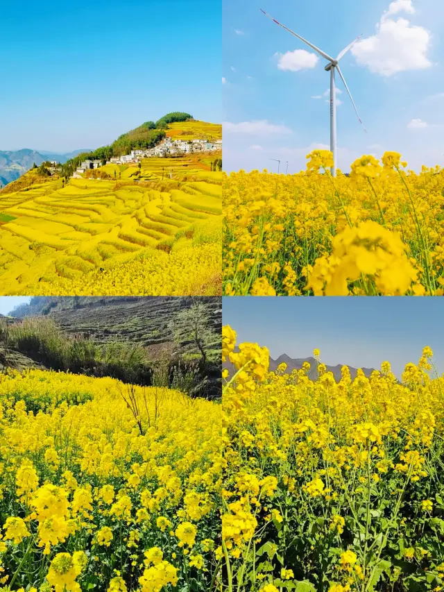 Don't miss it! The beauty of Luoping's rapeseed flowers in bud, full bloom, and falling petals.