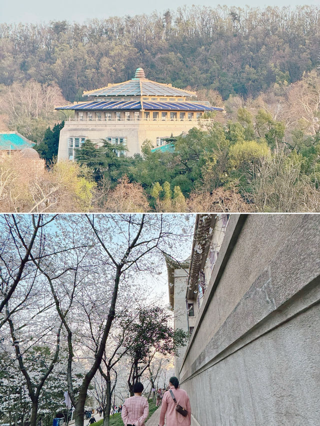 2025武漢大學賞櫻全攻略 | 附最佳路線