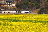 解鎖陝南油菜花海小眾打卡地——水泉坪